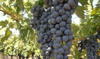 往下边塞葡萄榨果汁